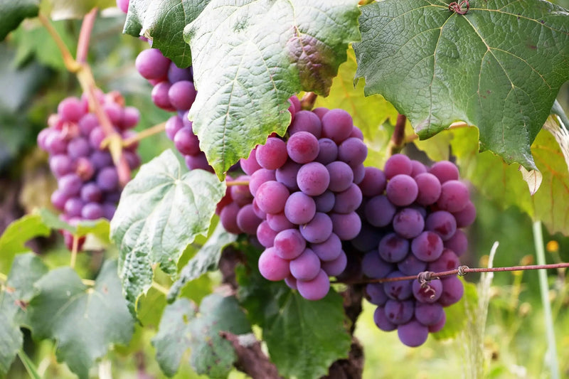 Grape