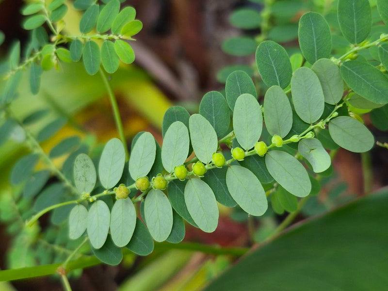 Phyllanthus niruri